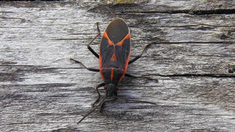 2024-09-19 17.51.36 Boxelder Bug (Boisea trivittata) AKA Maple Bug, Box Bug